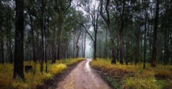 Road leading to Clarence River Wilderness Lodge