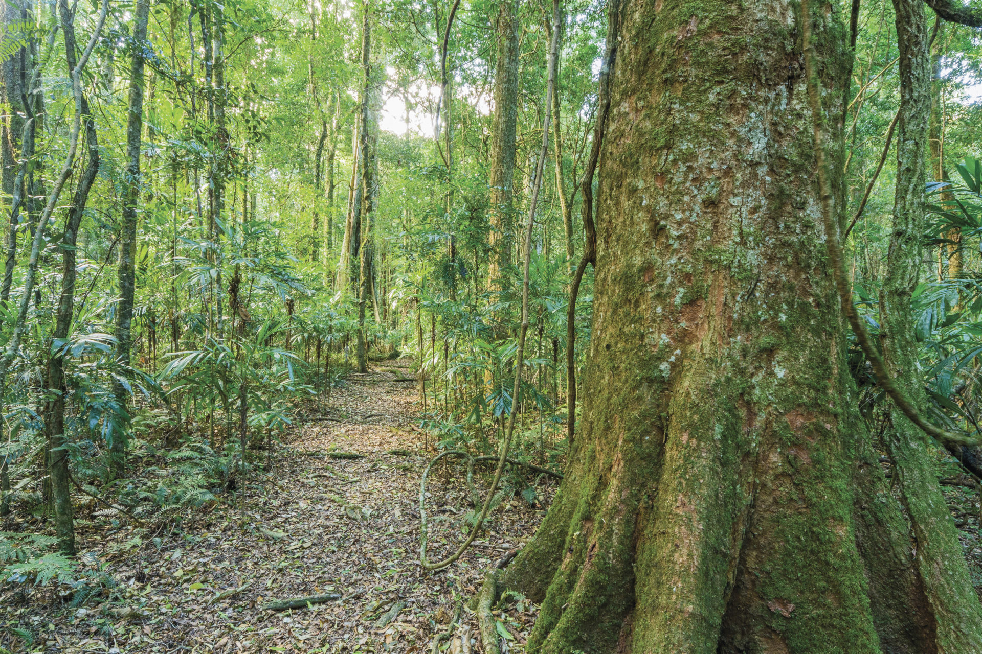 Walking Track, Tooloom National Park